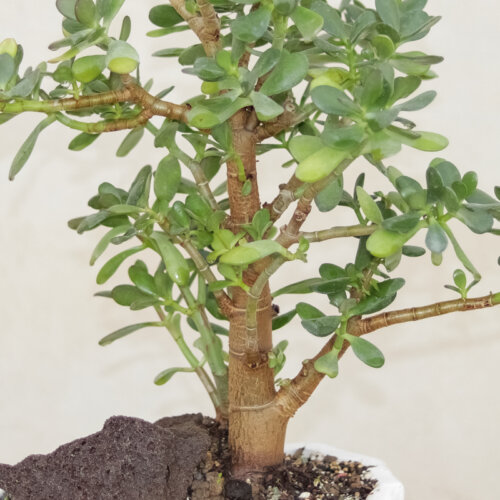 گیاه طبیعی بونسای کراسولا اواتا مدل ۵۵۹