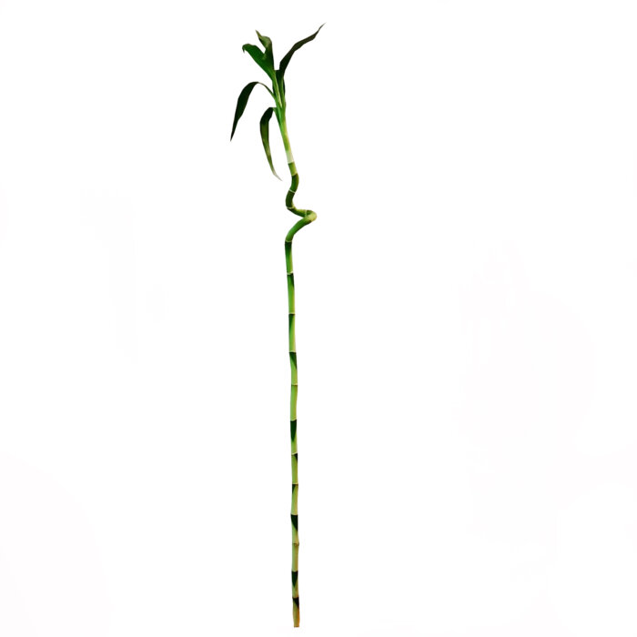 گیاه طبیعی بامبو مدل D-16