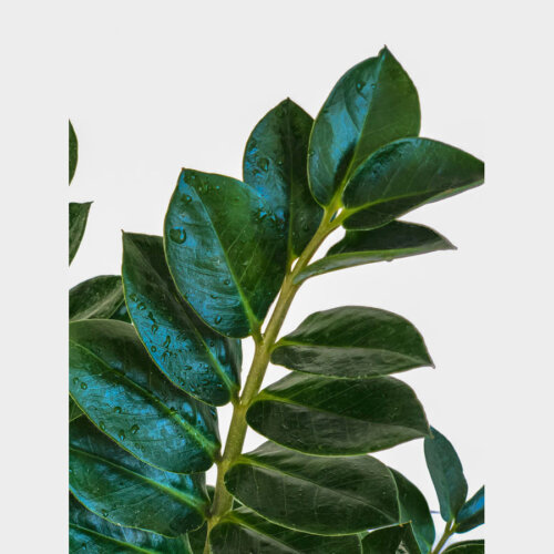 گیاه طبیعی زامیفولیا گل گیفت کد GP005