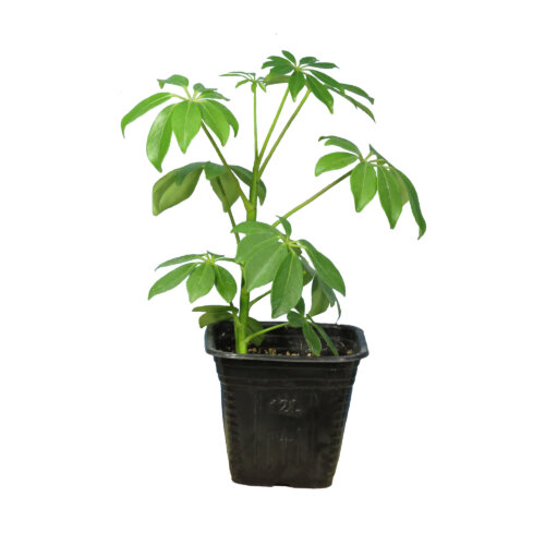 گیاه طبیعی شفلرا سبز کد23- AS